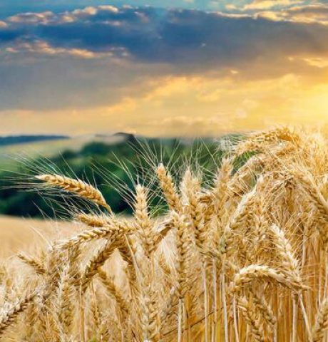 ai-generated-wheat-field-against-the-background-of-the-setting-sun-photo